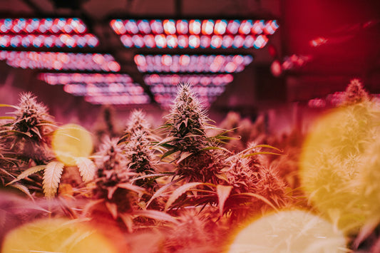 Aktivkohlefilter? Gamechanger beim Rauchen!